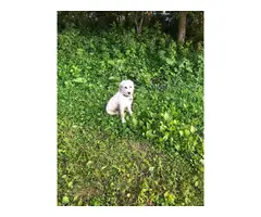 One female Great Pyrenees puppy for sale - 2