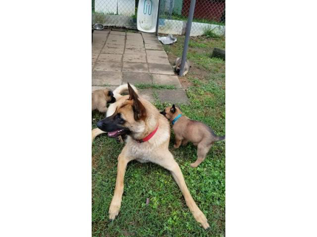 Purebred Belgian Malinois Puppies in Spartanburg, South Carolina