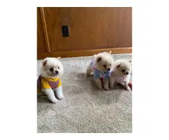 2 boys and 1 girl teacup pomeranian puppies