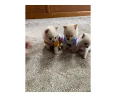 2 boys and 1 girl teacup pomeranian puppies - 3