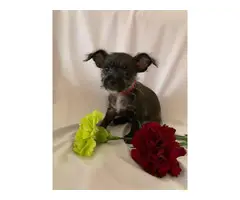 3 Chihuahua puppies in need of a new home - 5