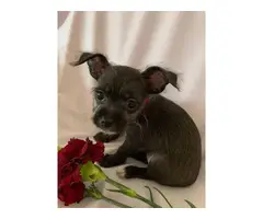 3 Chihuahua puppies in need of a new home - 6