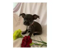 3 Chihuahua puppies in need of a new home - 7
