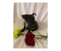 3 Chihuahua puppies in need of a new home - 8
