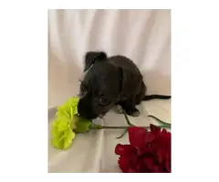 3 Chihuahua puppies in need of a new home - 9