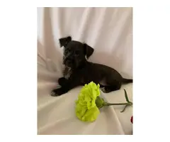 3 Chihuahua puppies in need of a new home - 11