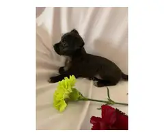 3 Chihuahua puppies in need of a new home - 12