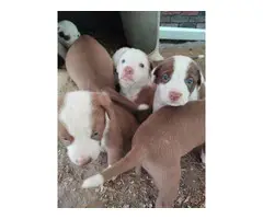 Brown and white labrabull puppies
