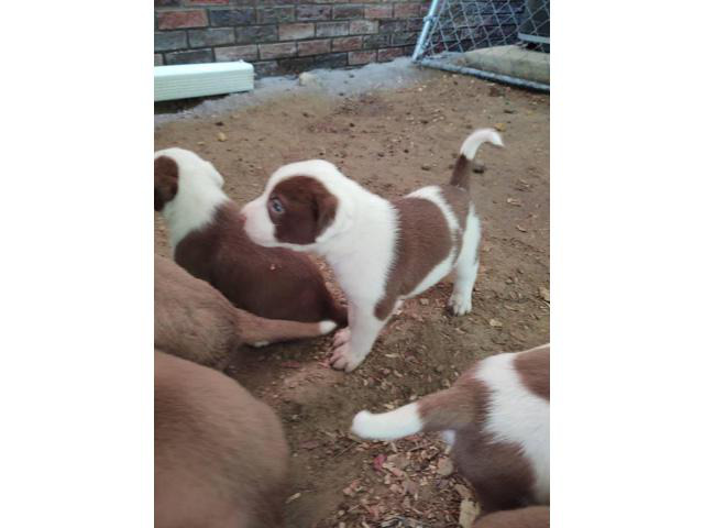 labrabull puppies for sale near me