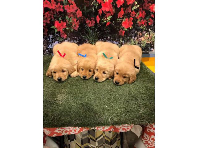 Purebred golden retriever puppies in Knoxville, Tennessee ...