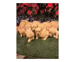 Purebred golden retriever puppies - 2