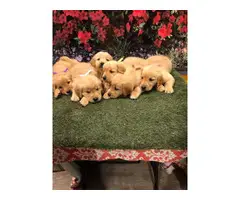 Purebred golden retriever puppies - 3