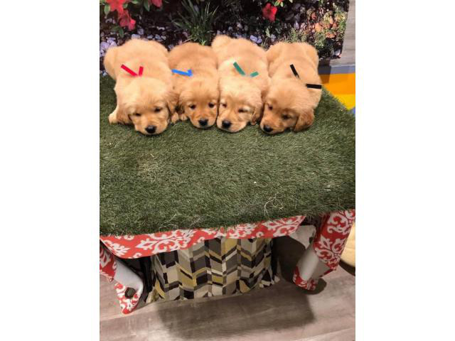 Purebred golden retriever puppies in Knoxville, Tennessee ...