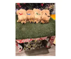 Purebred golden retriever puppies - 4