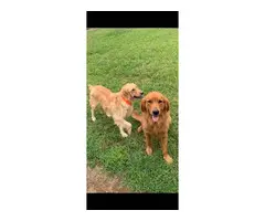 Purebred golden retriever puppies - 5