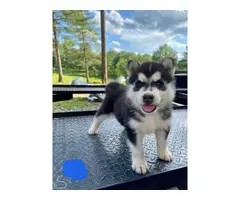 5 Husky puppies for sale - 1