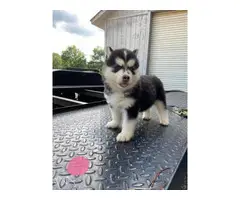 5 Husky puppies for sale - 2