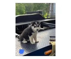 5 Husky puppies for sale - 3