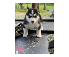 5 Husky puppies for sale - 4