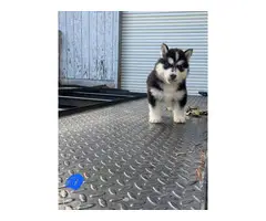 5 Husky puppies for sale - 5