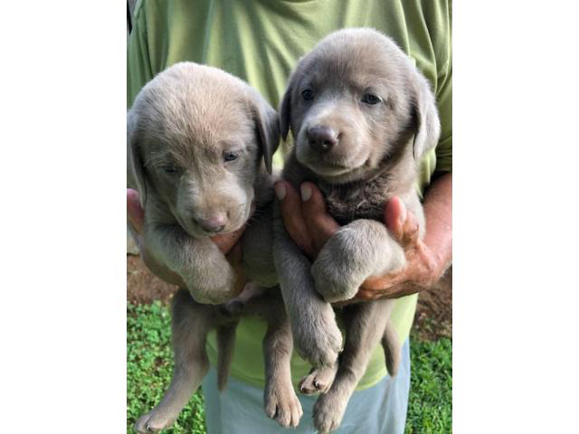 Silver Lab Puppies in Phoenix, Arizona Puppies for Sale