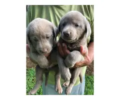 Silver Lab Puppies