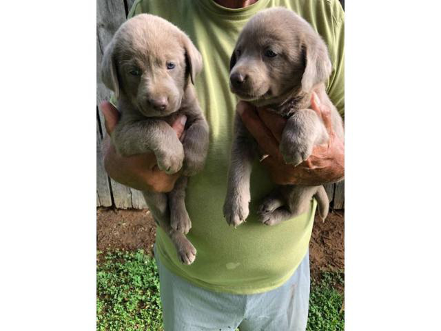 Silver Lab Puppies in Phoenix, Arizona Puppies for Sale