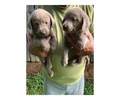 Silver Lab Puppies - 2