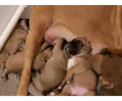 Gorgeous Boys and Girls Boxer puppies For Sale.... - 2