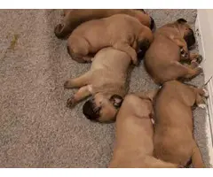 Gorgeous Boys and Girls Boxer puppies For Sale.... - 3
