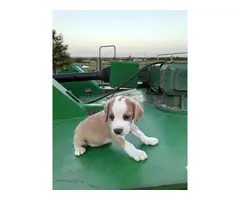 lemon and tri color  beagle puppies - 1