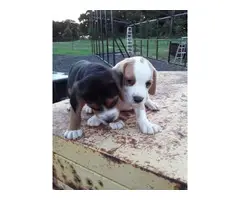 lemon and tri color  beagle puppies - 3