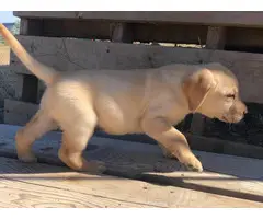 6 weeks old Akc registered purebred yellow labrador puppies for sale