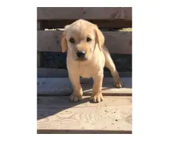 6 weeks old Akc registered purebred yellow labrador puppies for sale - 2