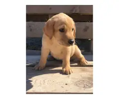 6 weeks old Akc registered purebred yellow labrador puppies for sale - 3