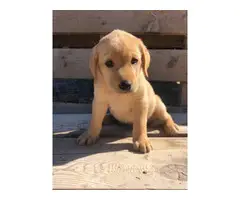 6 weeks old Akc registered purebred yellow labrador puppies for sale - 4