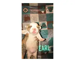 3 males pit bull pups for rehoming