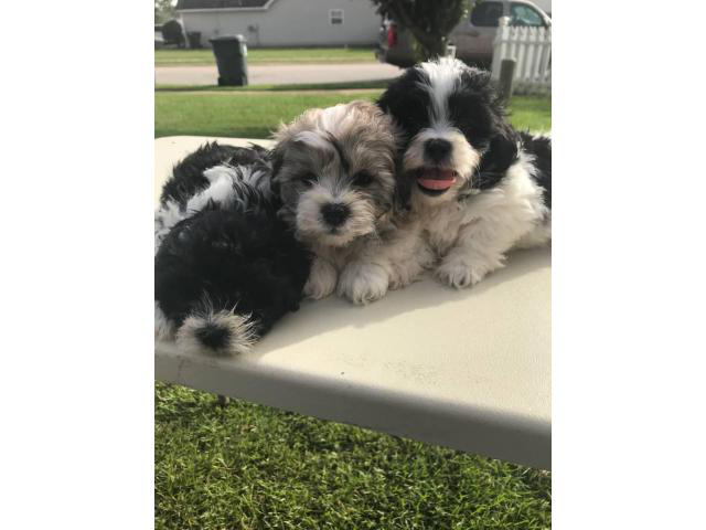 ShihTzu / Bichon Frise puppies available in Augusta