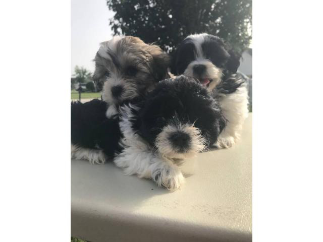 ShihTzu / Bichon Frise puppies available in Augusta
