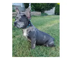 Blue Merle Frenchie Bulldog Puppy - 2