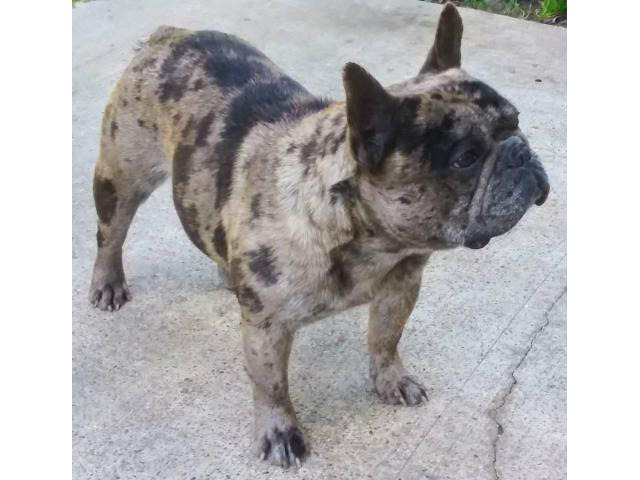 Blue Merle Frenchie Bulldog Puppy Miami - Puppies for Sale Near Me