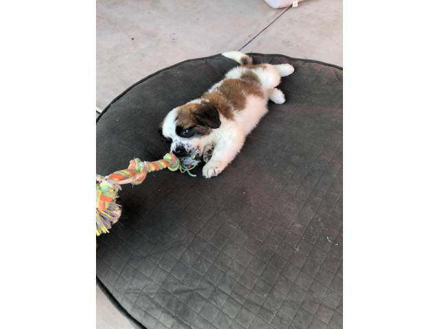 2 Months old St. Bernard puppies in San Diego, California - Puppies for Sale Near Me