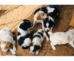 Litter of Brittany Puppies - 2