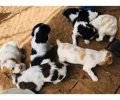 Litter of Brittany Puppies - 3