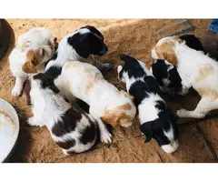 Litter of Brittany Puppies - 4