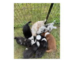 Australian shepherd puppies available - 4