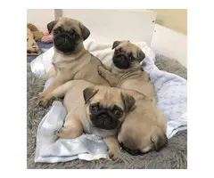 adorable pug puppies