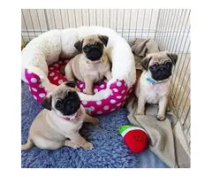 adorable pug puppies - 2