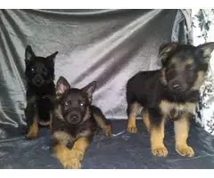 2 female 1 male German shepherd puppies