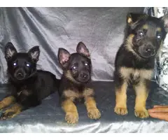 2 female 1 male German shepherd puppies - 2